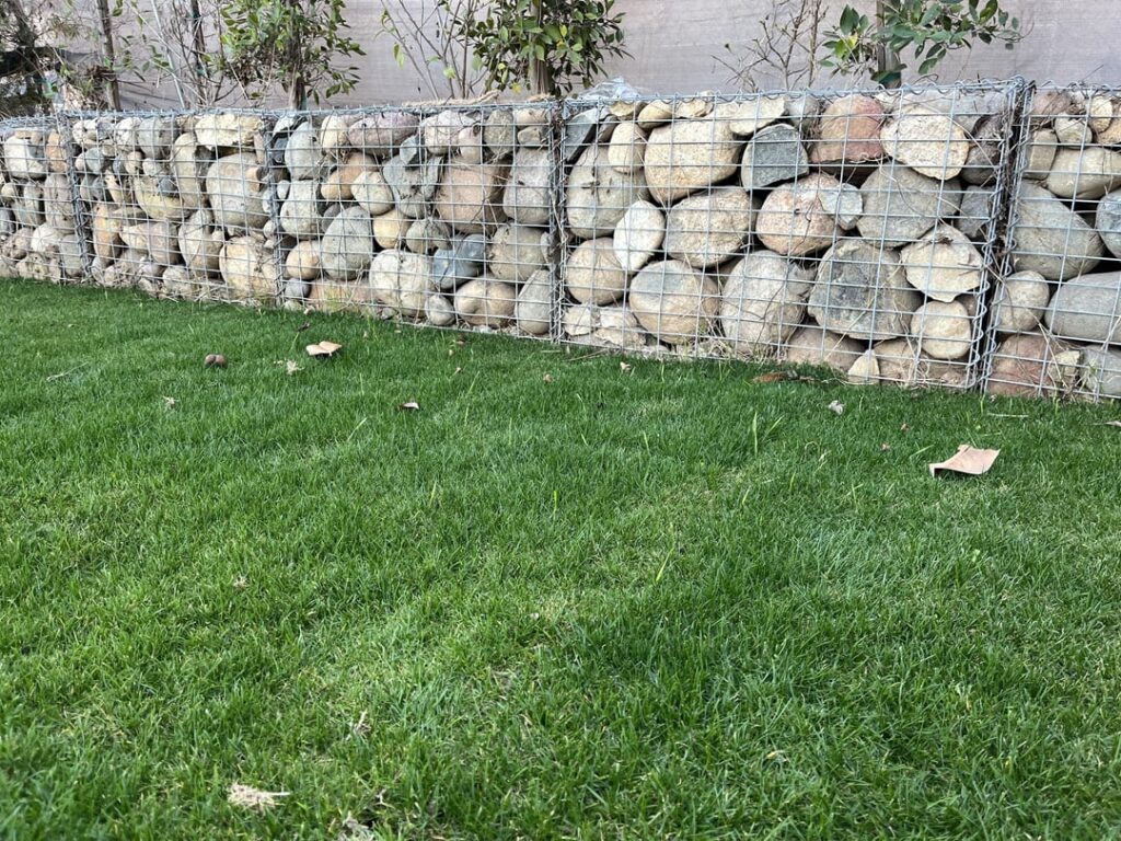 New Sod – what’s growing through? New Sod - what’s growing through?