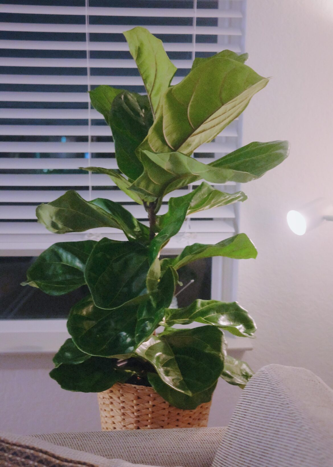 Pruning the roots instead of repotting?