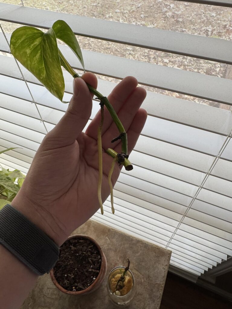 Are these ready to plant? And can they be planted together in the shown pot?
