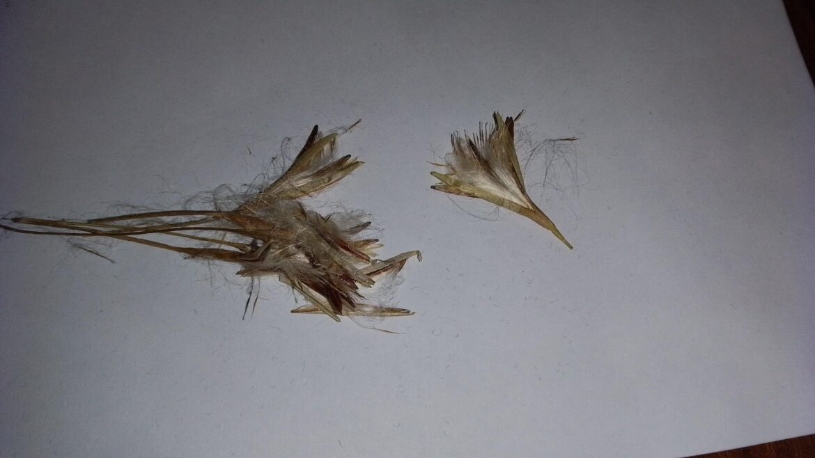 How to sow airplant seeds i got those while i was having an hospital visit in a far way town,they were growing in a brickwall with seeds peotruding so i took them,this was 2 months before i discovered this subredd ans learned about them,