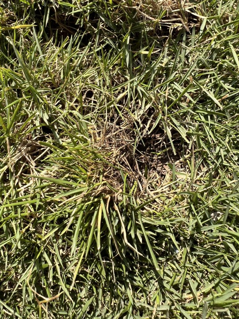 Help identifying grass for over seeding. Help identifying grass for over seeding.