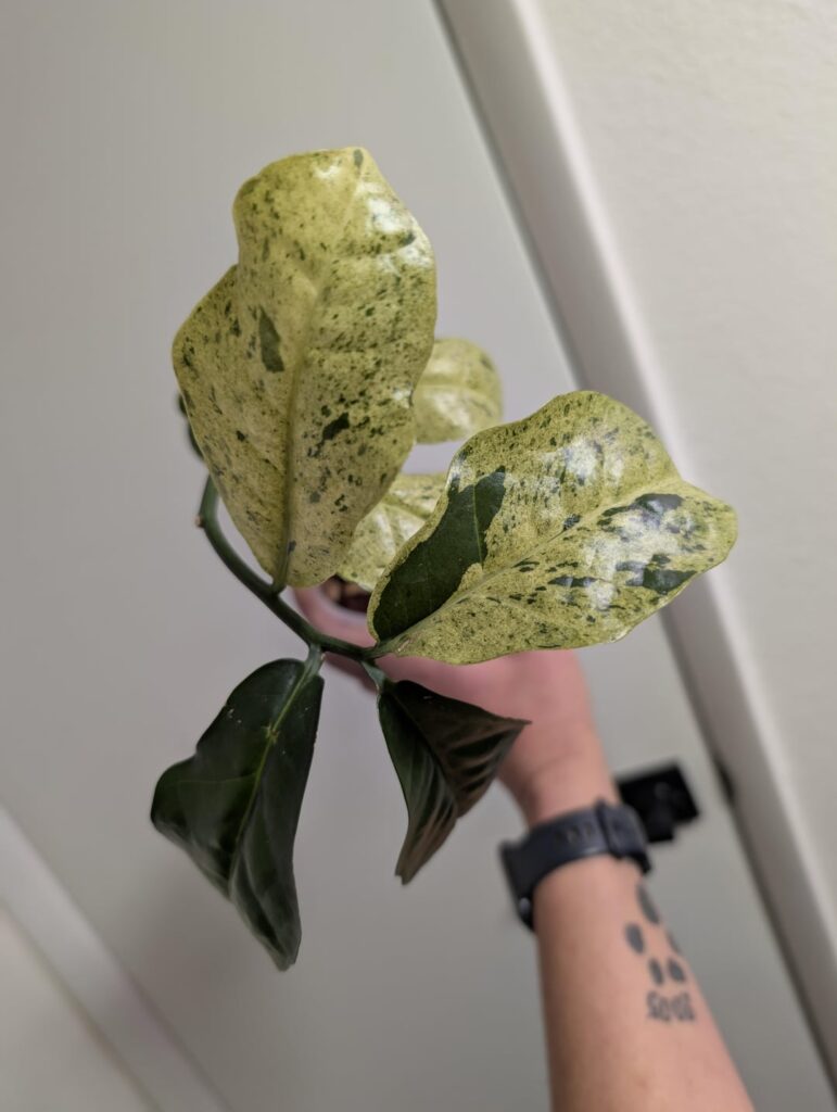 What did I just bring home??