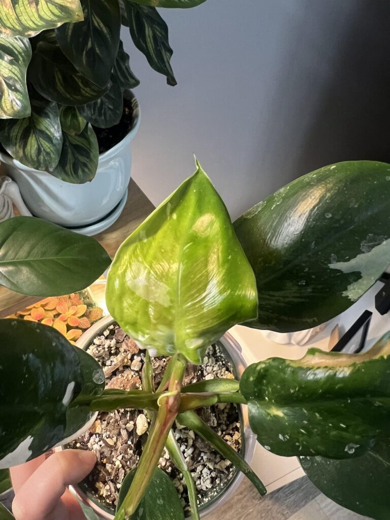 What’s going on with my white princess? What’s going on with my white princess?