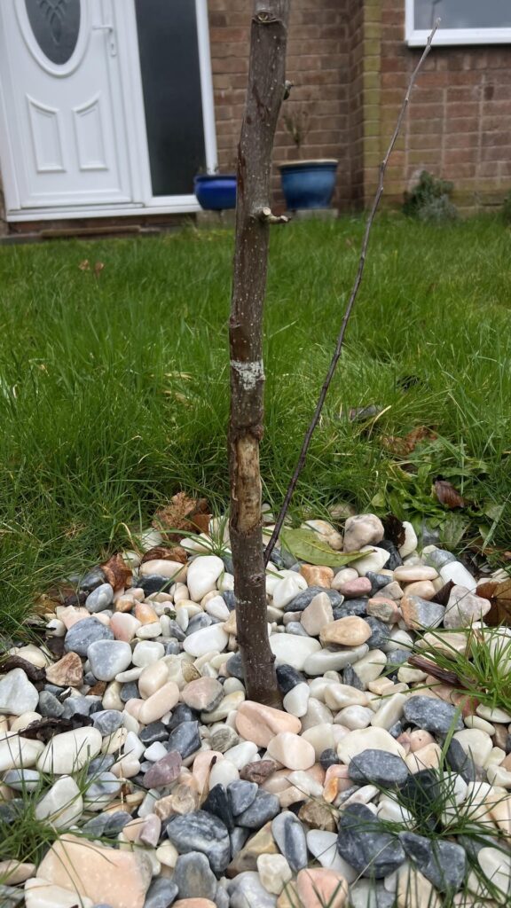 Damage to bark on young apple tree. Can it survive?