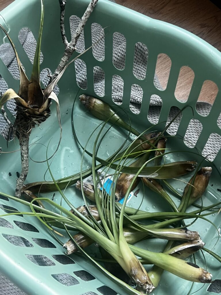 Wow… one of my nicer specimens fell apart. Un-noticed rot… Wow… one of my nicer specimens fell apart. Un-noticed rot…