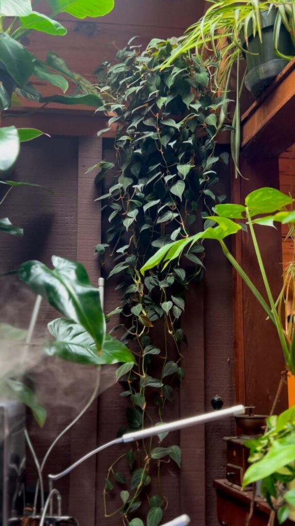 I saw a Mican appreciation post and wanted to get in on it! I saw a Mican appreciation post and wanted to get in on it!