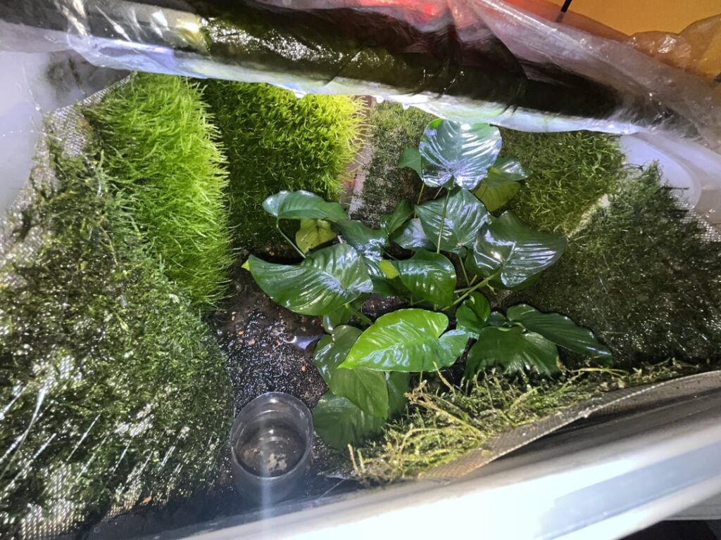 Week 15 Moss walls