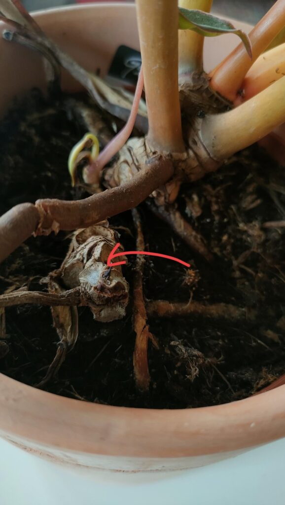 Mold on Billietiae stump, what would you do? Mold on Billietiae stump, what would you do?