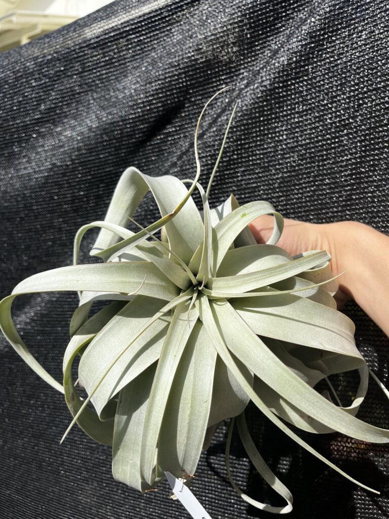 Air plant enthusiast and quick question
