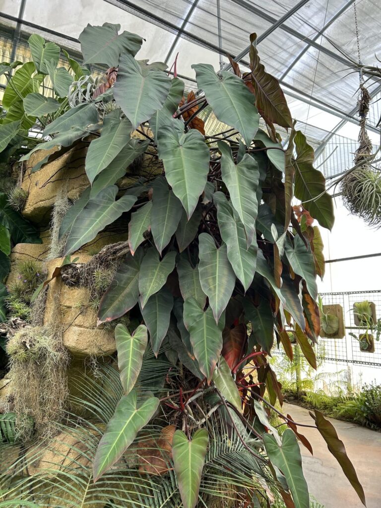 Wonka Chocolate Room but Make it Philo-y