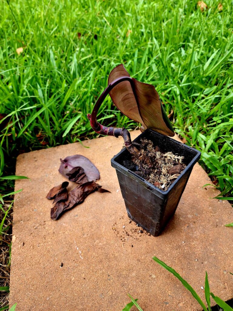 It’s A Miracle!!! It's A Miracle!!!