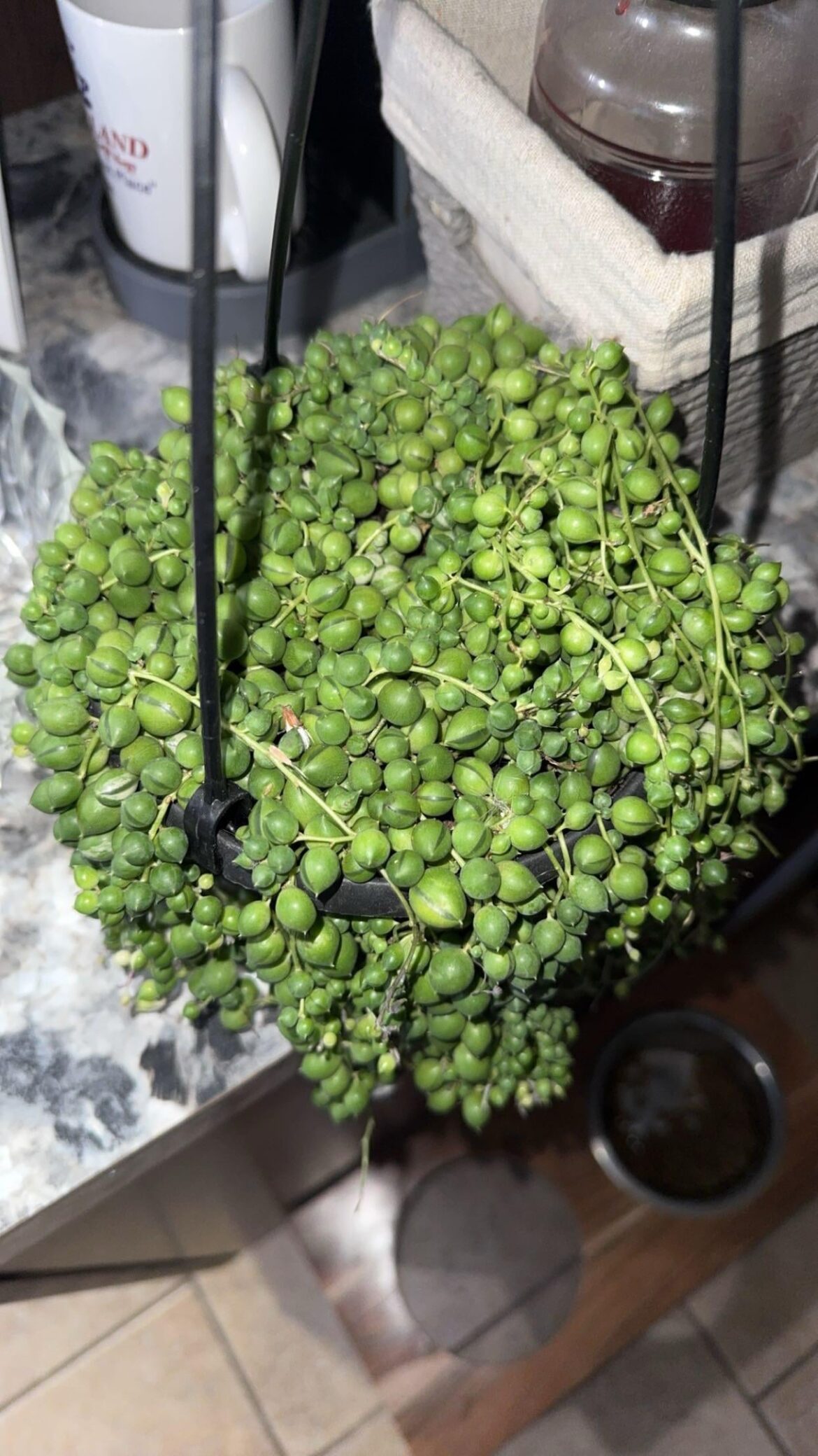 home depot find