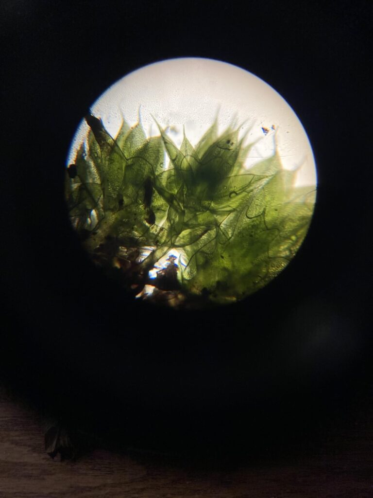 moss under a microscope