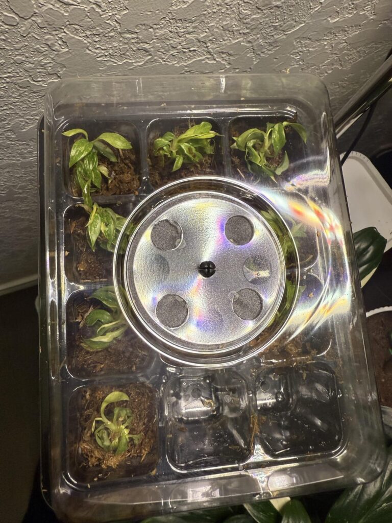 Ring of Fire Plantlets Ring of Fire Plantlets