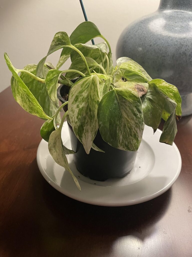 Why is my pothos dying