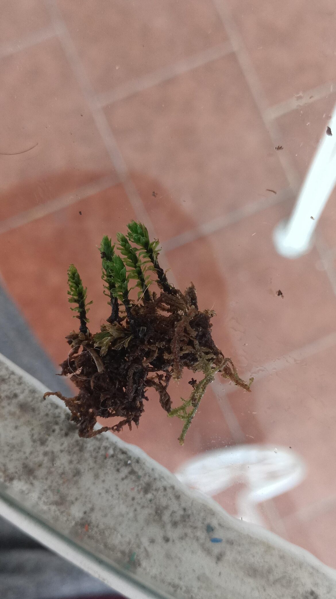 Help pls to identify 🥺