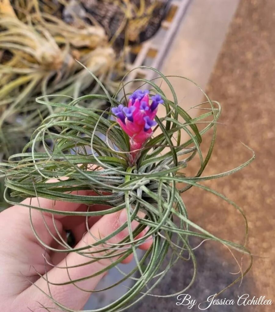 Flowering Air Plant (Tillandsia)