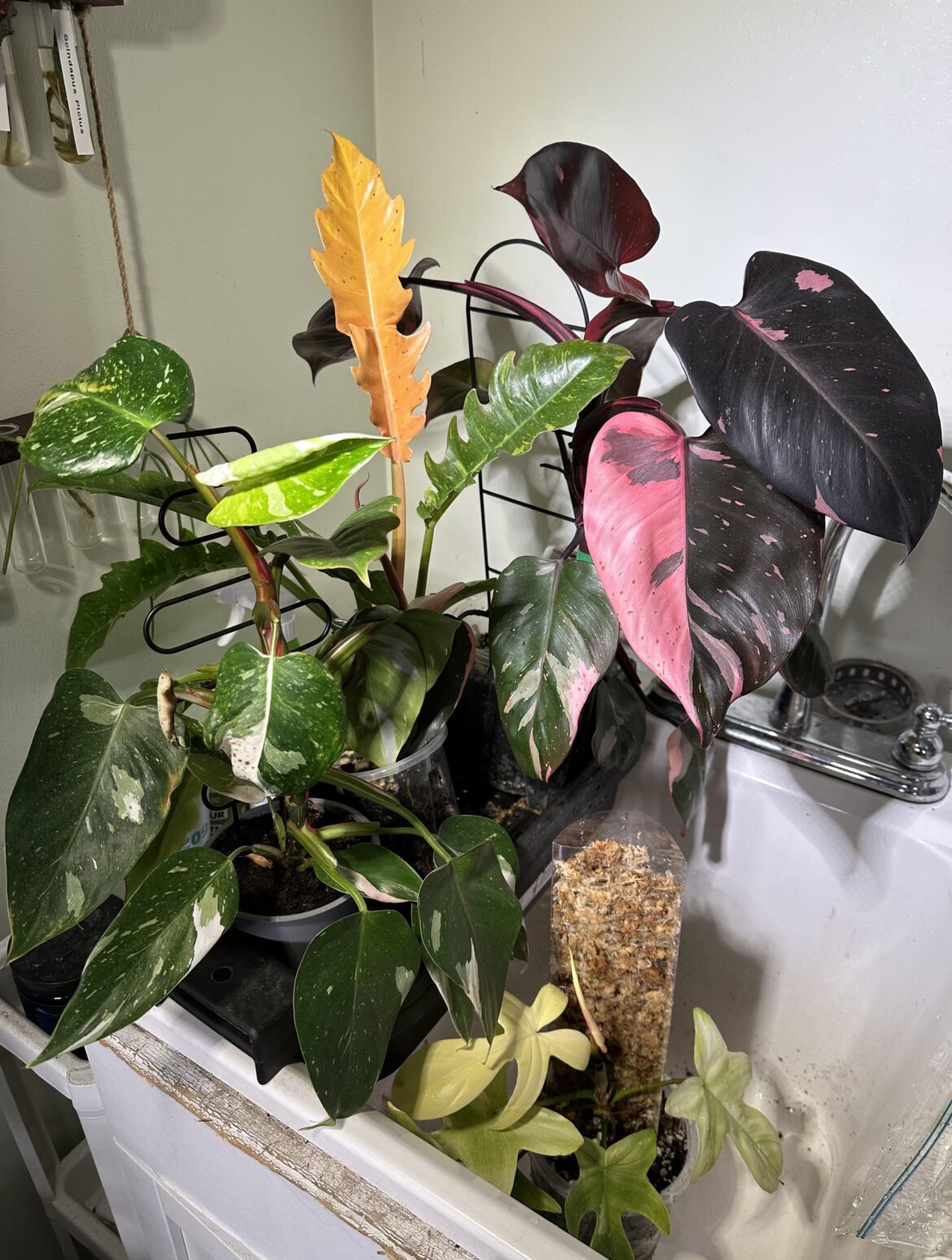 Sat night at the watering hole