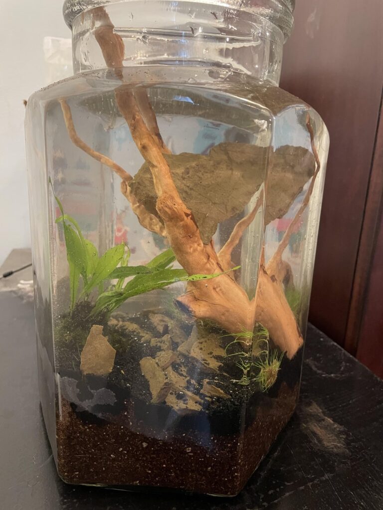 New walstad shrimp tank New walstad shrimp tank