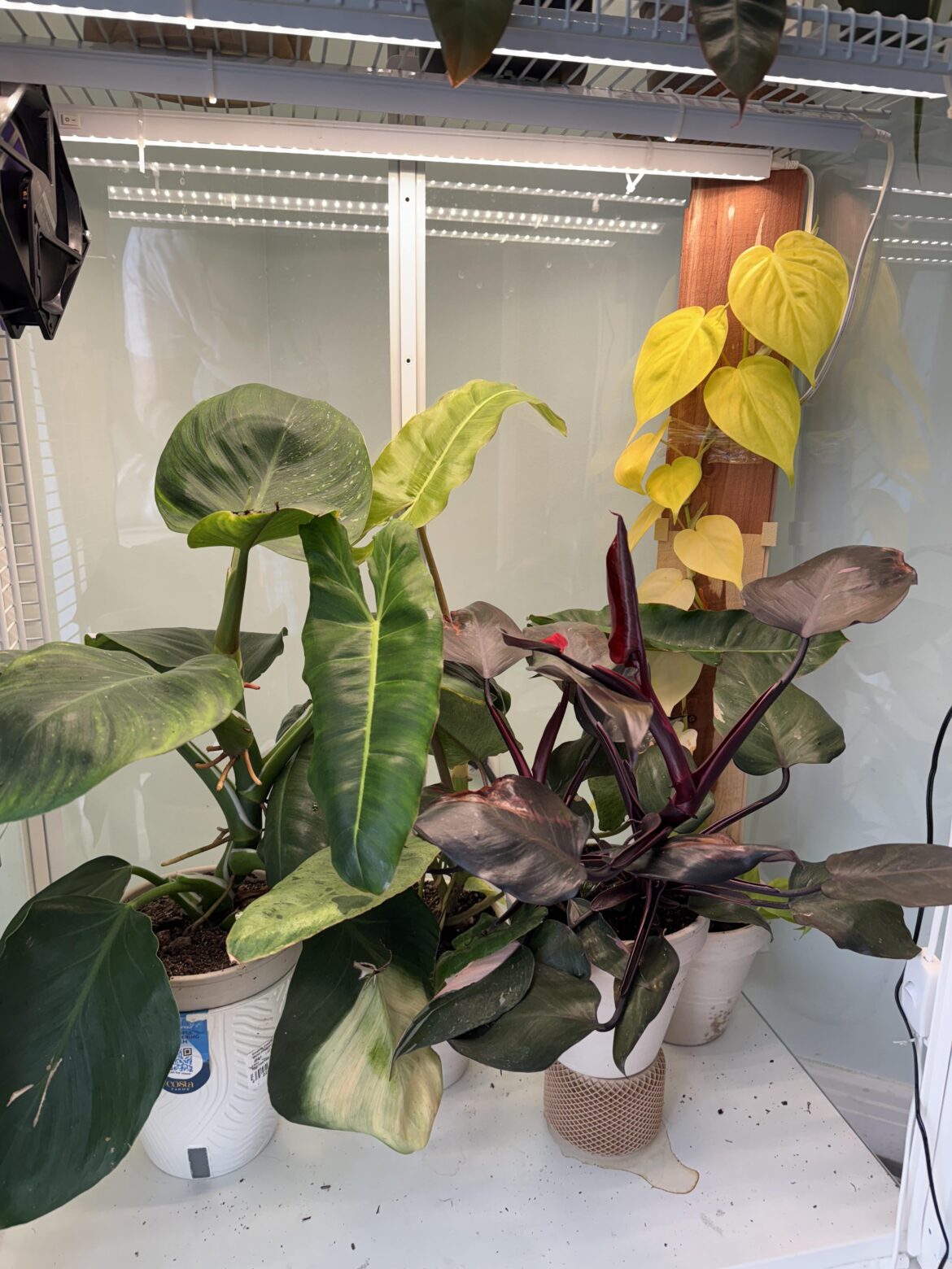 Just showing off a couple that live in my Milsbo