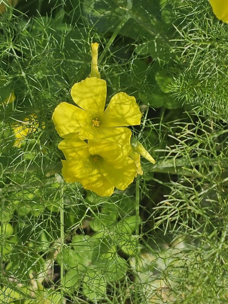 What is this flower called in English?