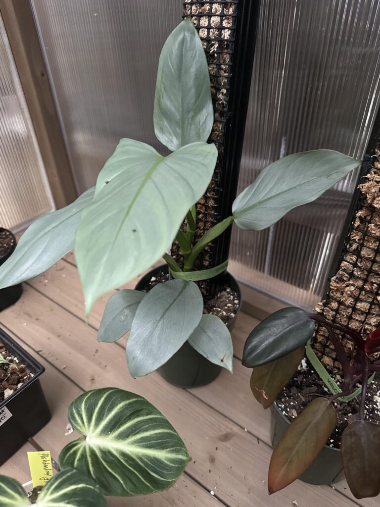 My Silver Sword winter growth l