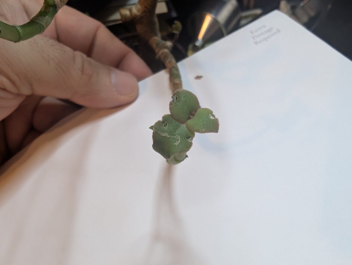 Given a plant to rescue, unsure what it is.