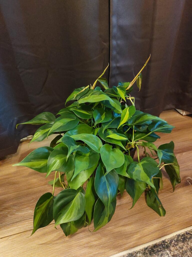 My philodendrons 💚