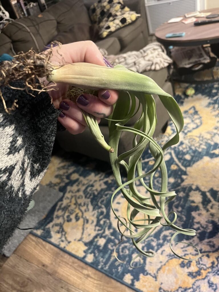 I am slowly killing this poor airplant I am slowly killing this poor airplant