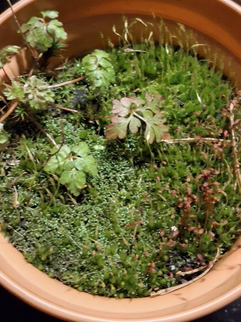 Can I make a terrarium out of this material?