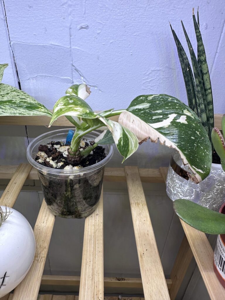 First time owner First time owner