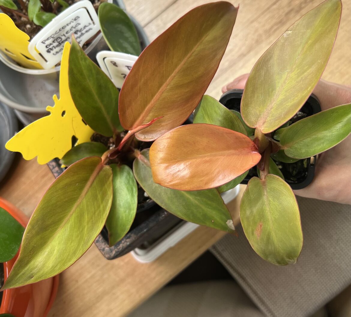 Sun red or prince of orange? Left was sold as a sun red but right was labelled