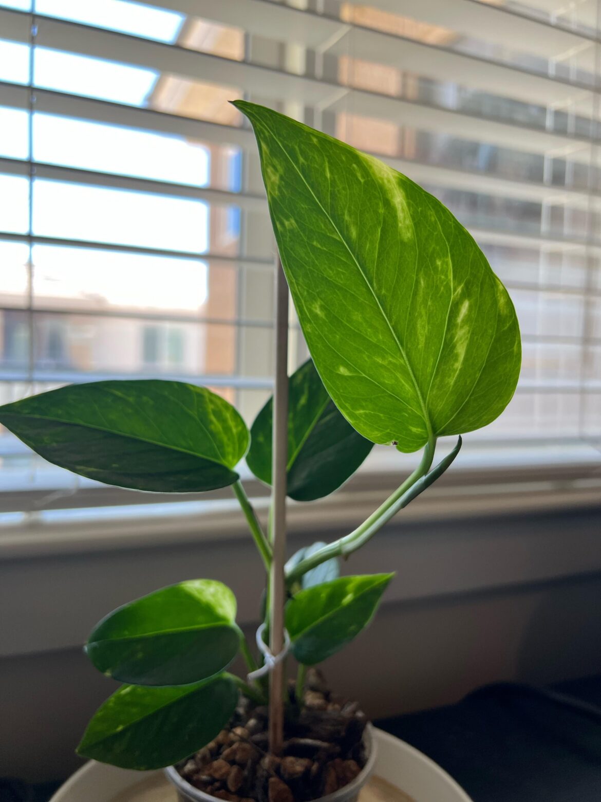 Update Pothos prop Update Pothos prop