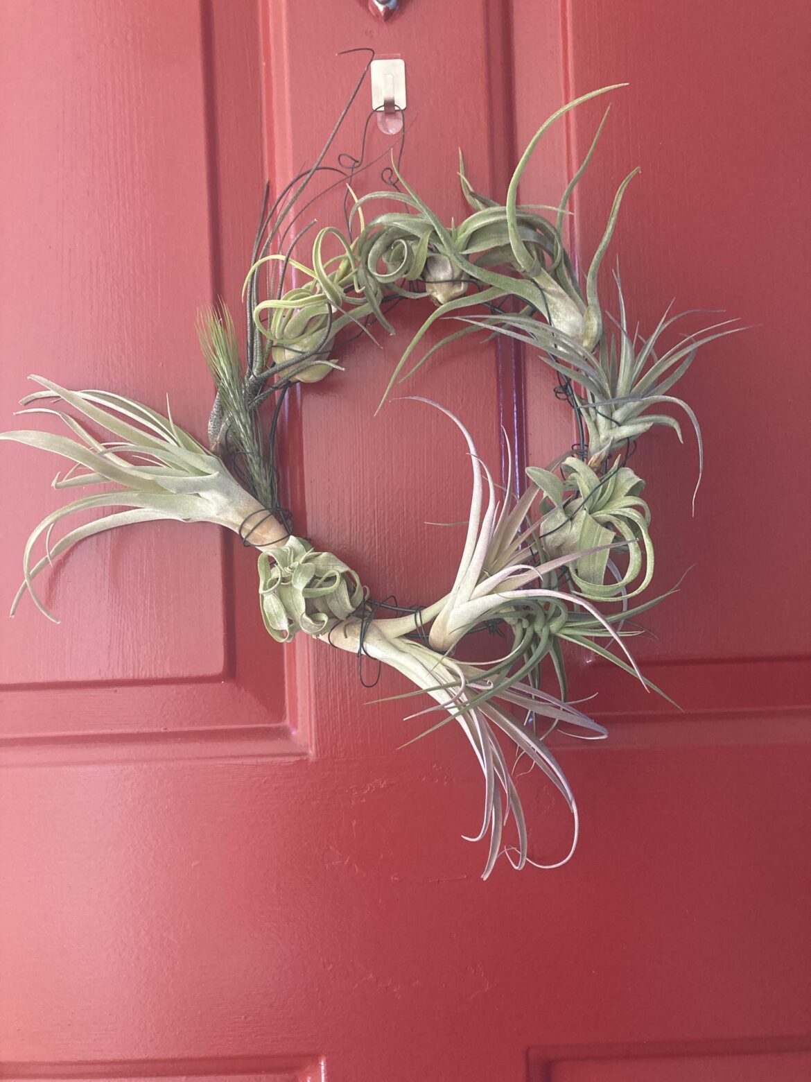 Air plant wreath
