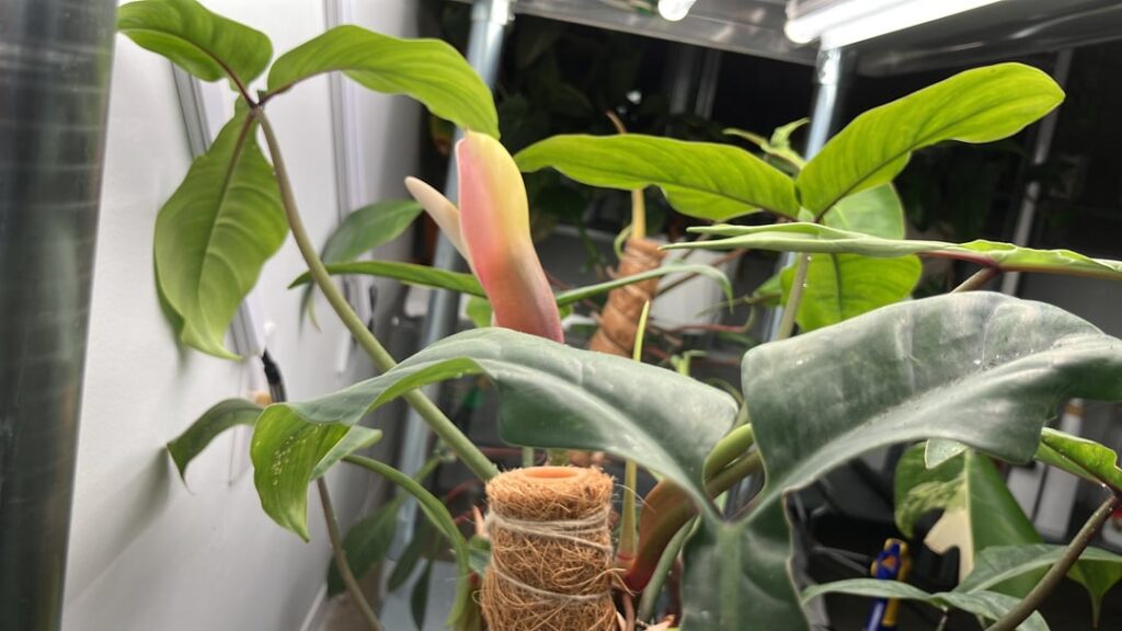 Flowered on Valentine’s Day!