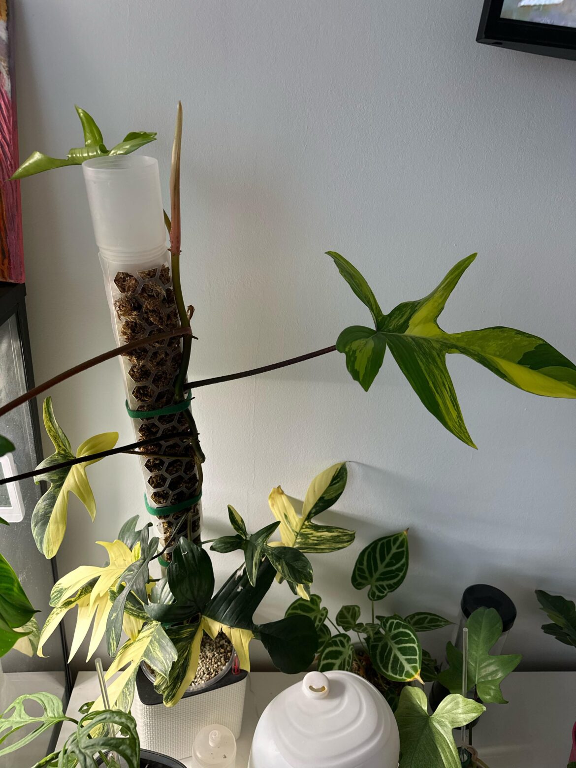 Retransfer from one2other moss pole Retransfer from one2other moss pole