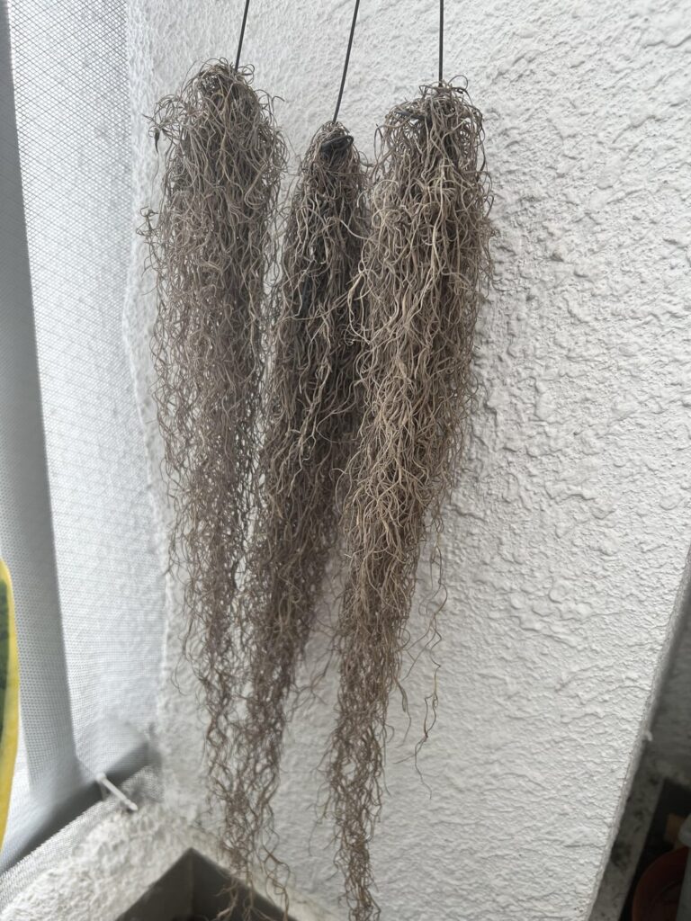 Are my Spanish Moss dead?