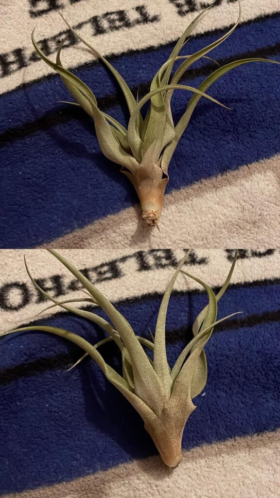 First air plant! First air plant!