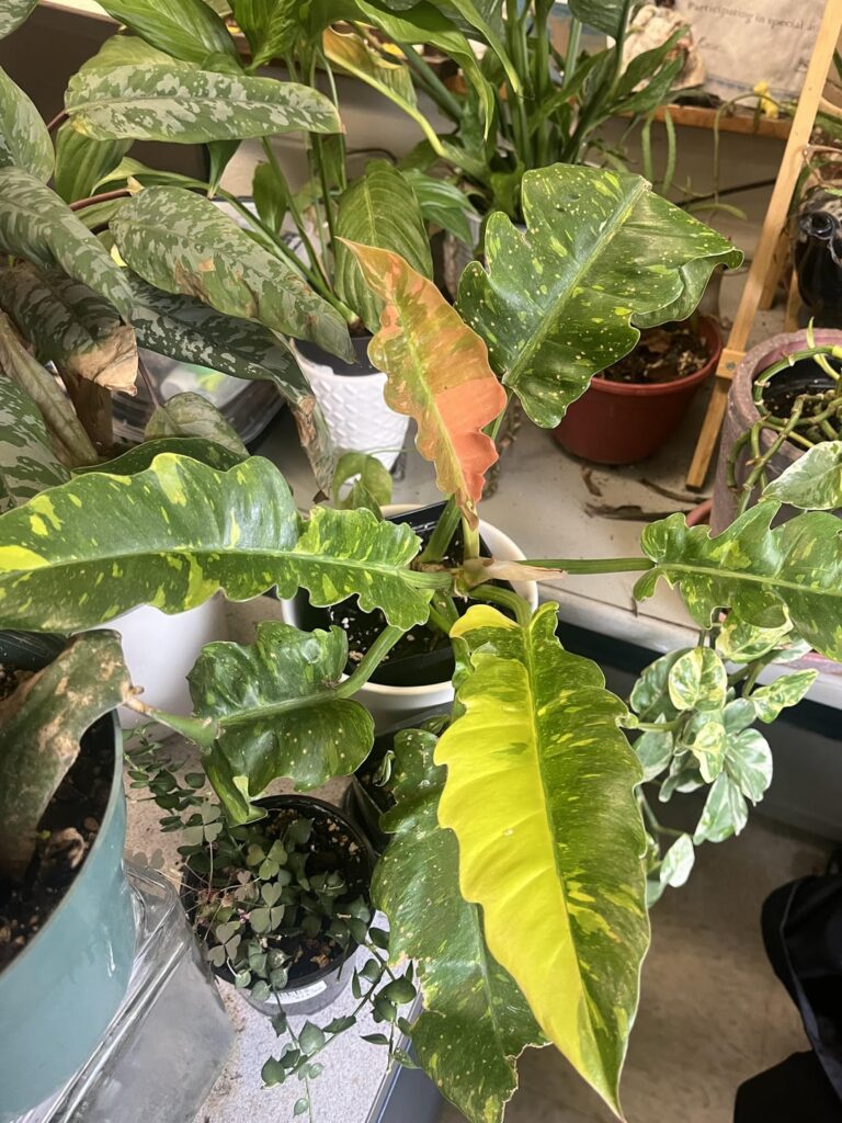 Just bc it’s pretty.