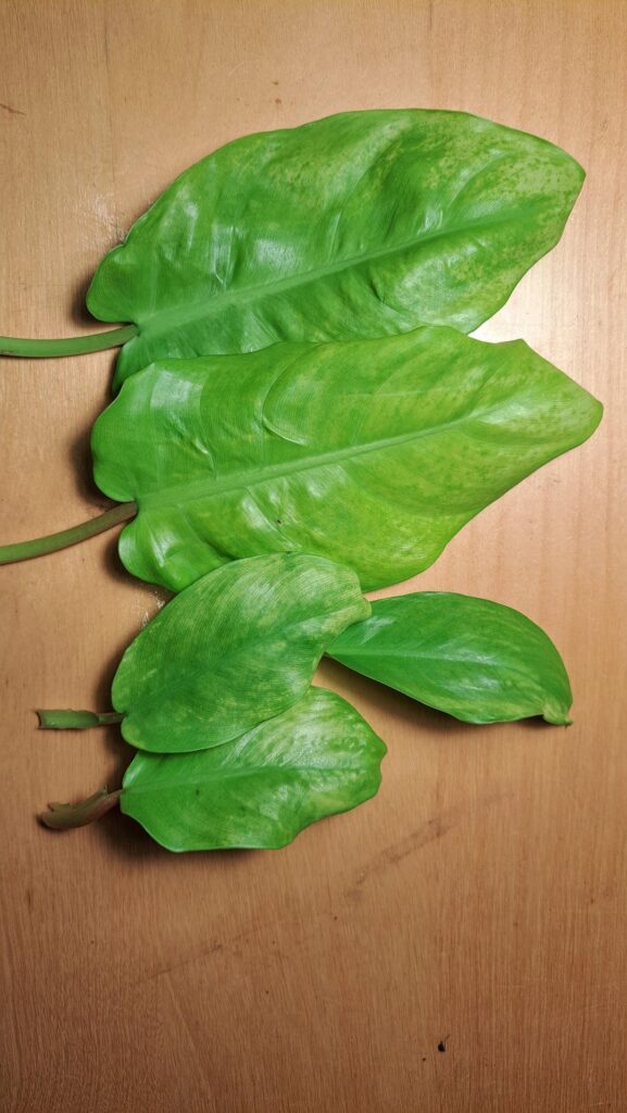 Blotchy leaves-sun damage? Blotchy leaves-sun damage?