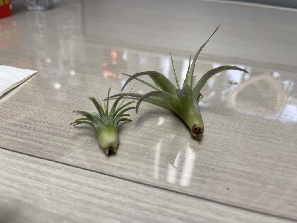Air plant has brown spots