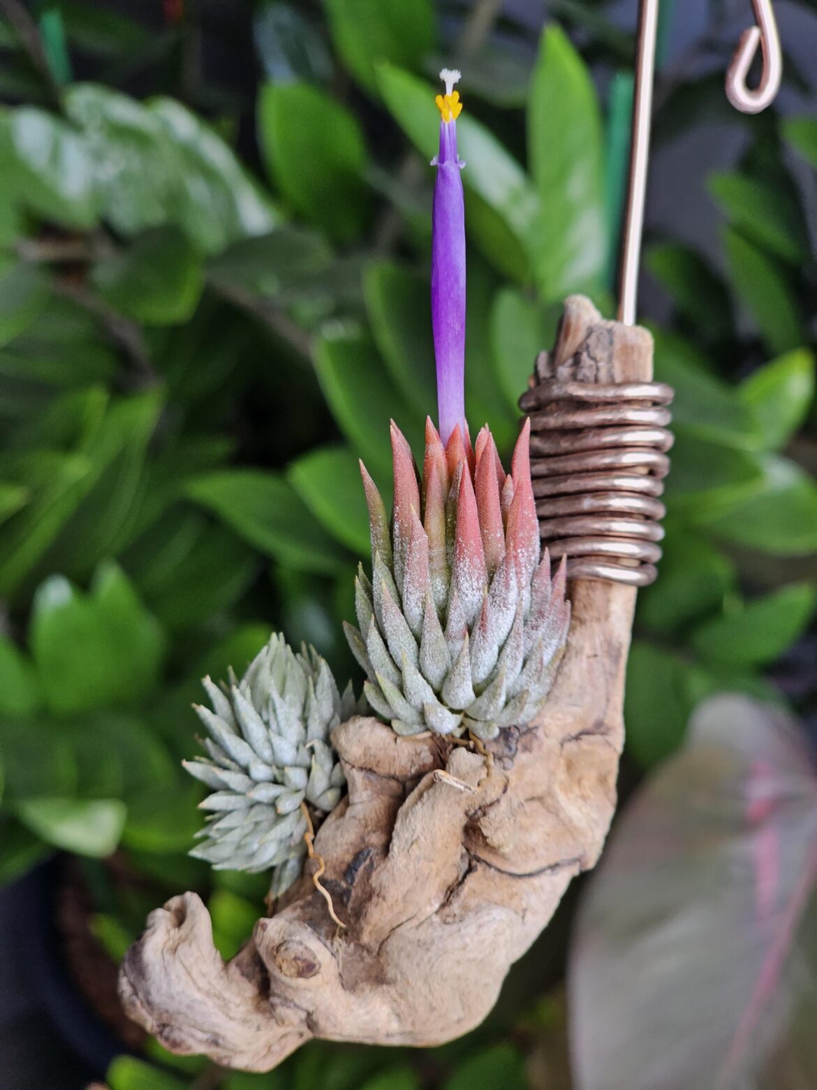 Bittersweet bloom Bittersweet bloom