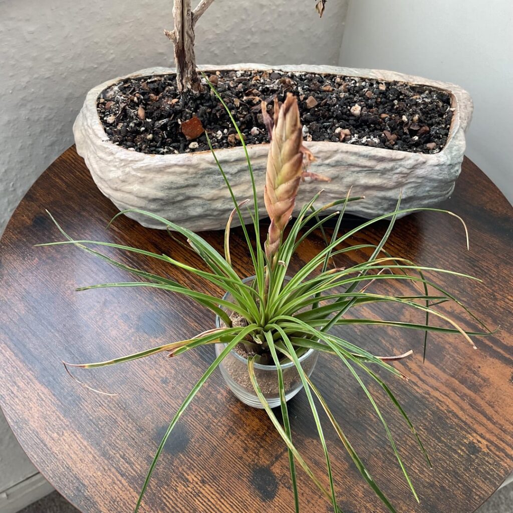 New to airplants, how are they doing?