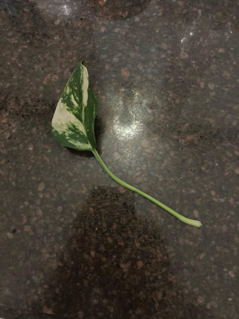 Can I prop and ID