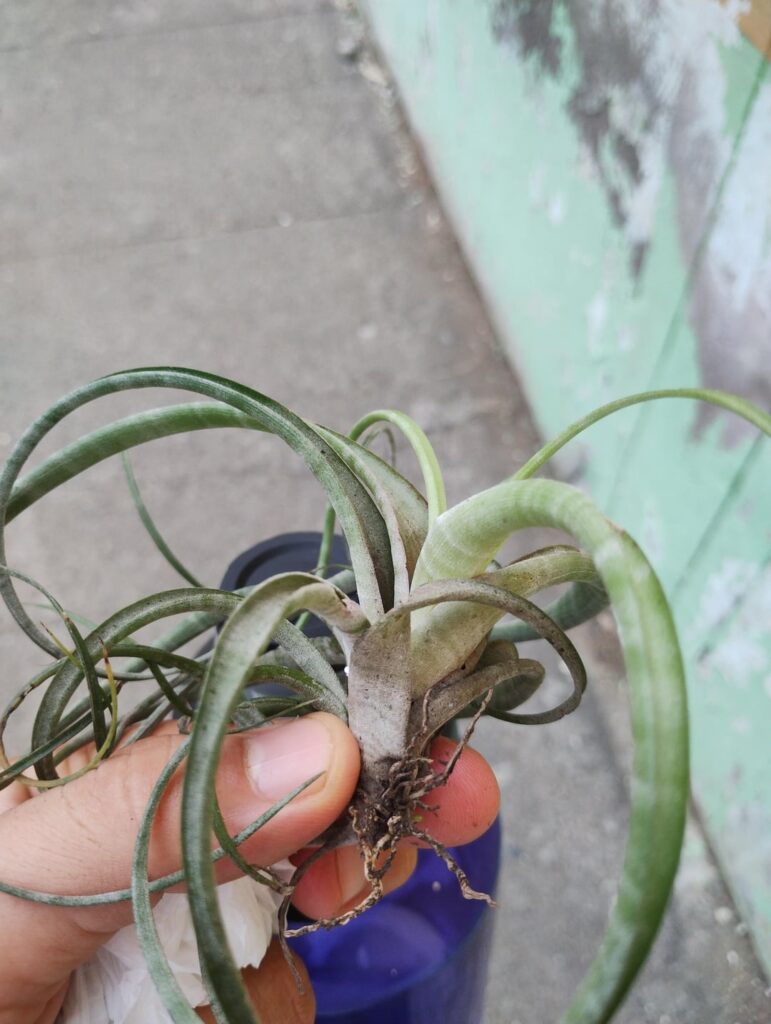 I am going to plant this in one of these small pots... how to take care of it?