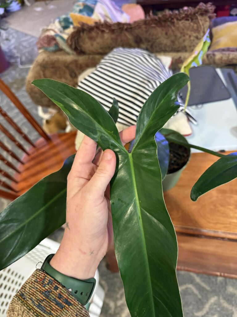 Sport variegation? Sport variegation?