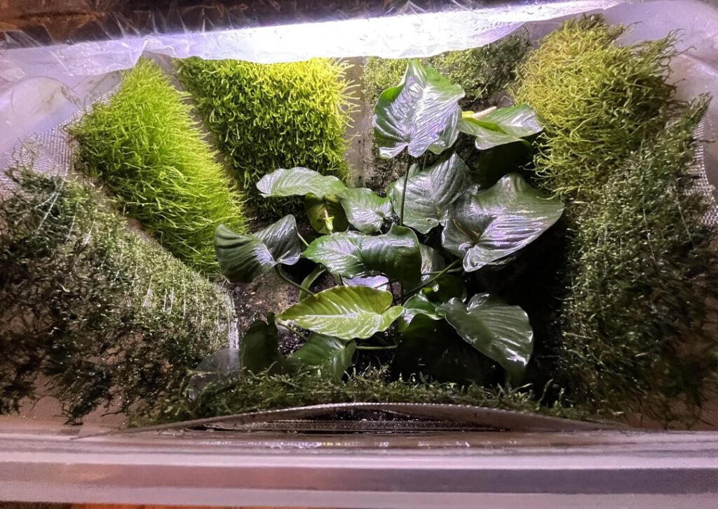 Week 14 – Moss Wall update Week 14 - Moss Wall update