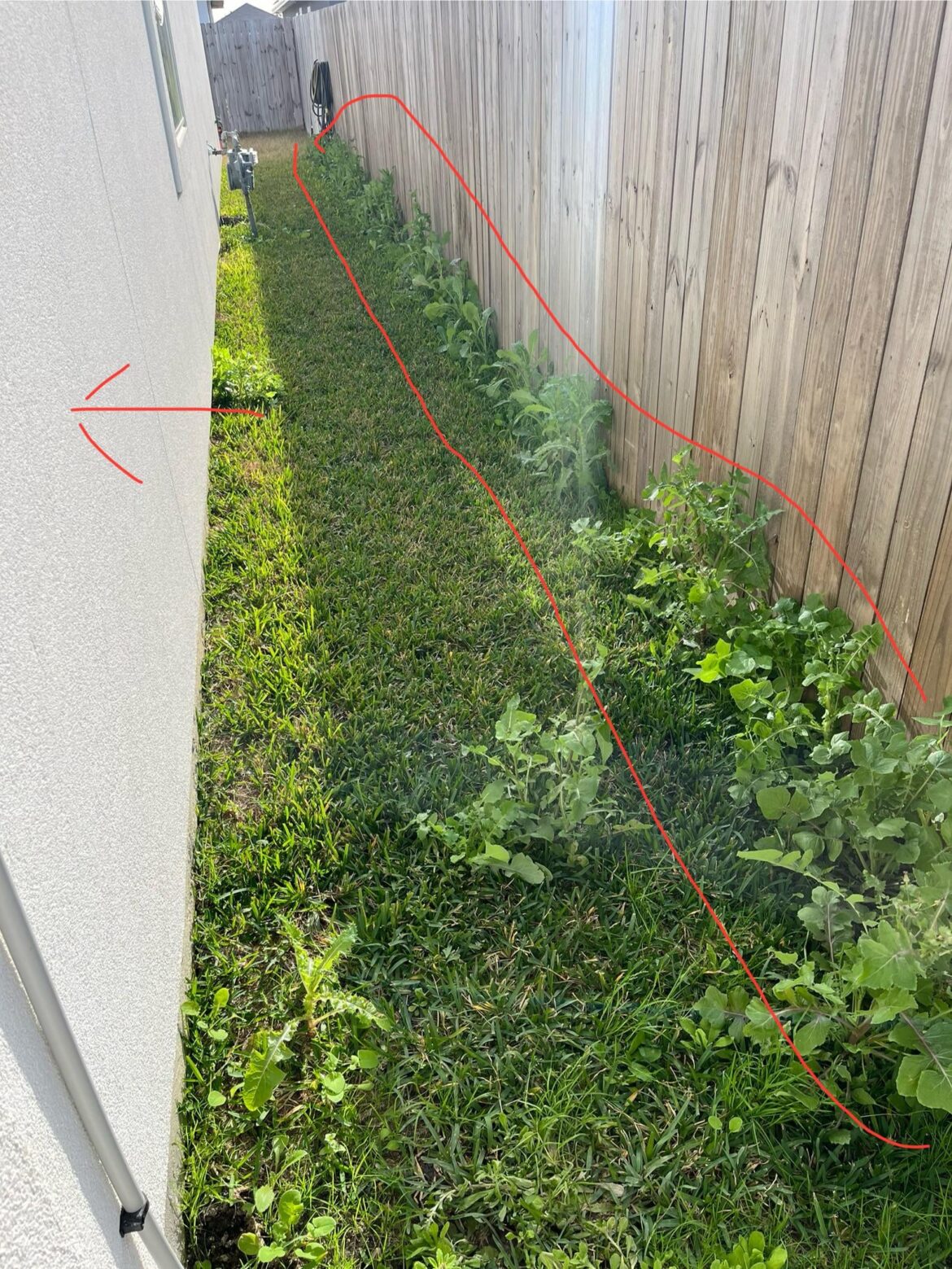 Weed cause curiosity (South Texas) Weed cause curiosity (South Texas)