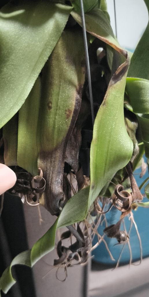 Black spots on Tillandsia Streptophylla
