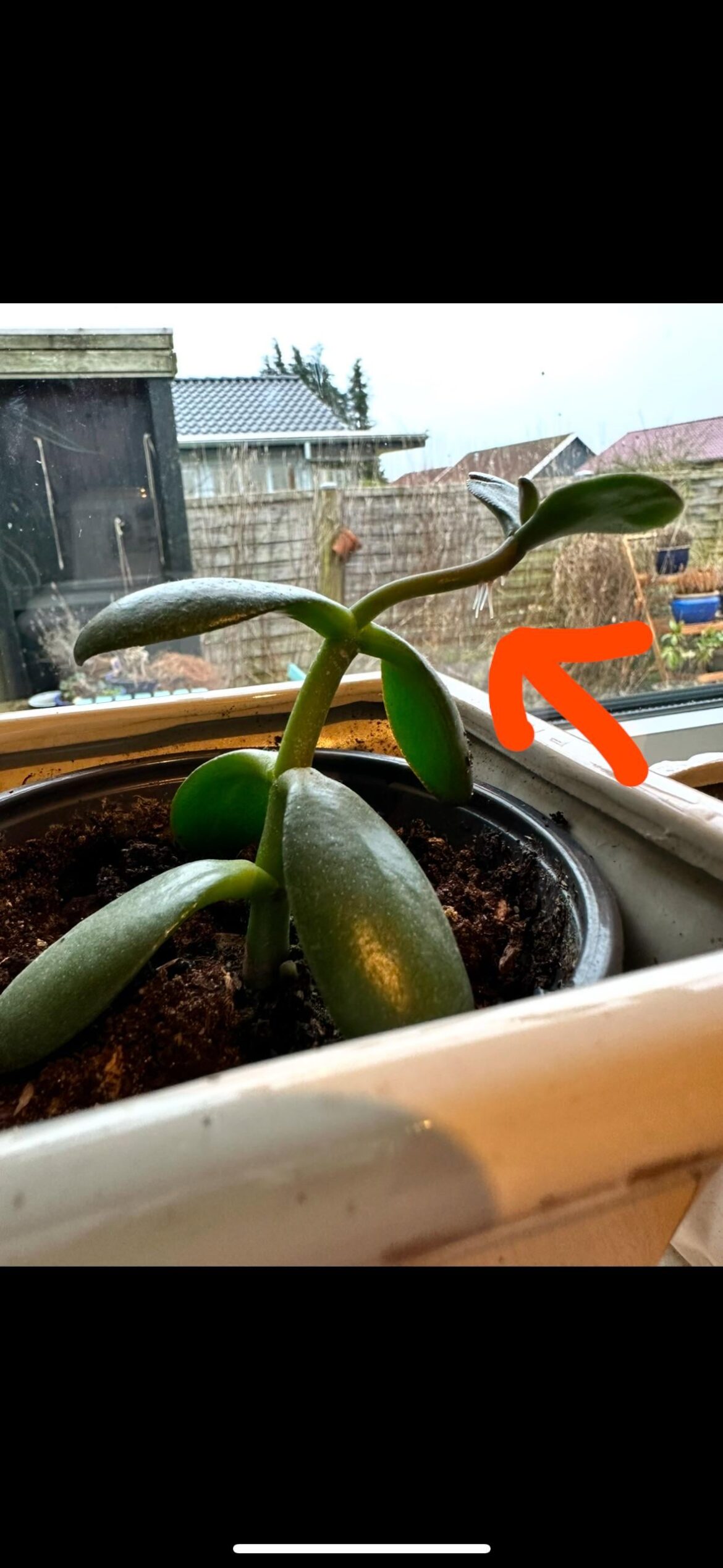 What is my jade prop doing?